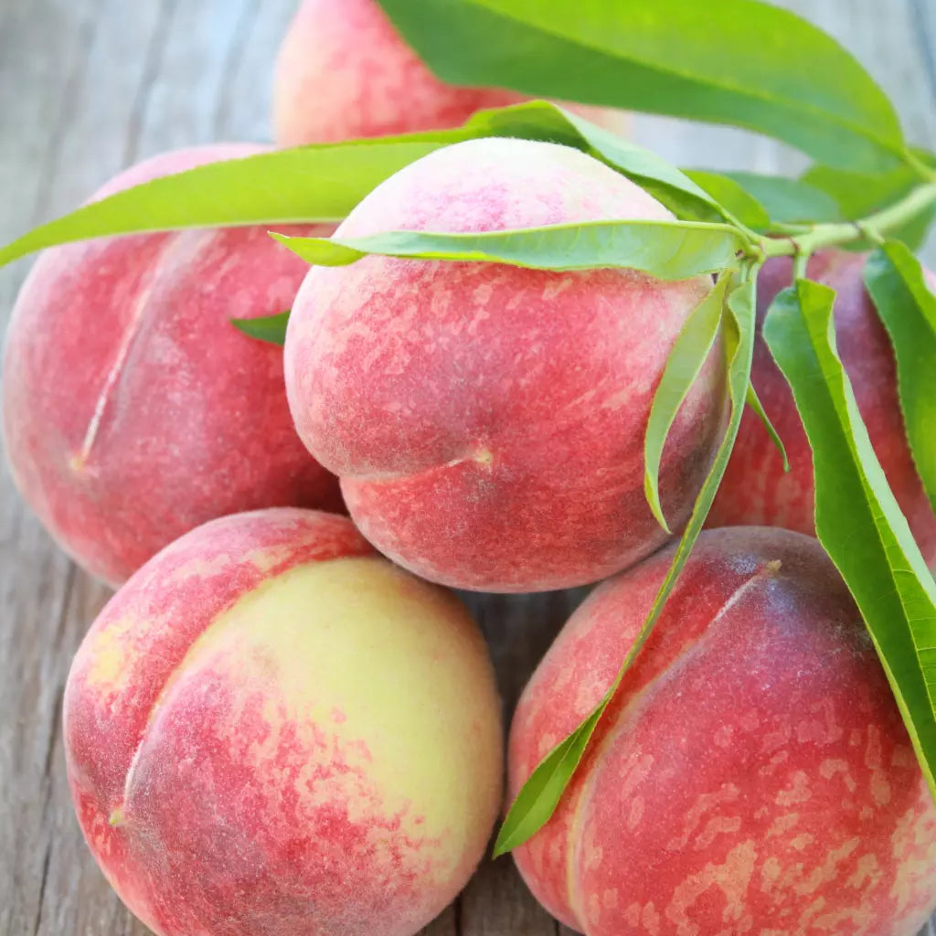 Piersic "Champion", Anul 2, 1 Bucată