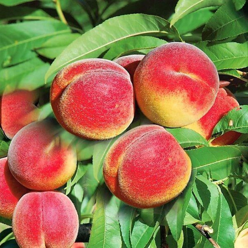 Piersic "Champion", Anul 2, 1 Bucată