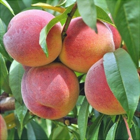 Piersic Columnar Roșu, Anul 2, 1 Bucata