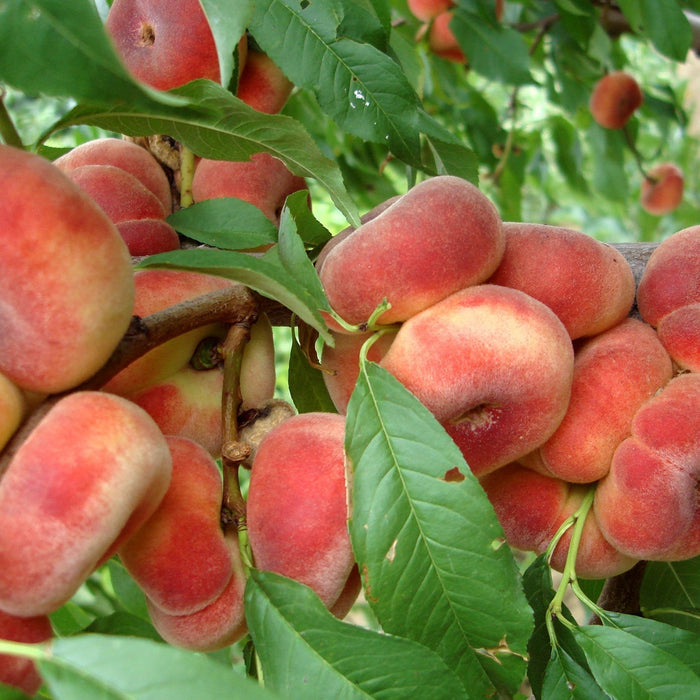 Piersic "Filip", Anul 2, 1 Bucata