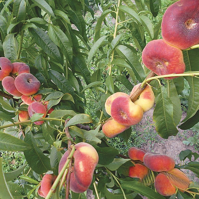 Piersic "Filip", Anul 2, 1 Bucata