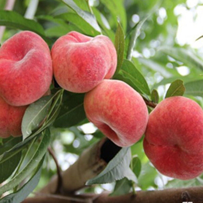 Piersic "Filip", Anul 2, 1 Bucata