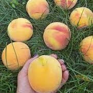 Piersic "Flacara", Anul 2, 1 Bucata