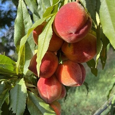 Piersic "Flacara", Anul 2, 1 Bucata