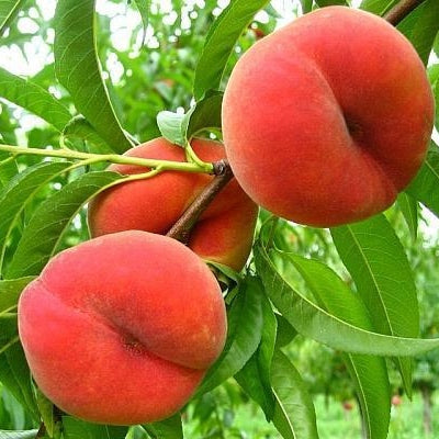 Piersic "Paraguay Plat", Anul 2, 1 Bucata