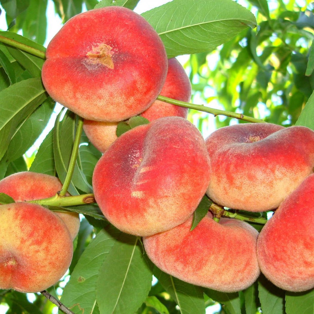 Piersic "Paraguay Plat", Anul 2, 1 Bucată