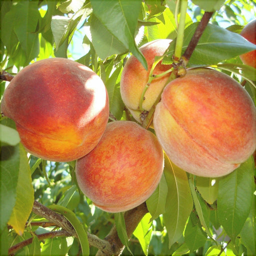 Piersic "Redhaven", Anul 2, 1 Bucata