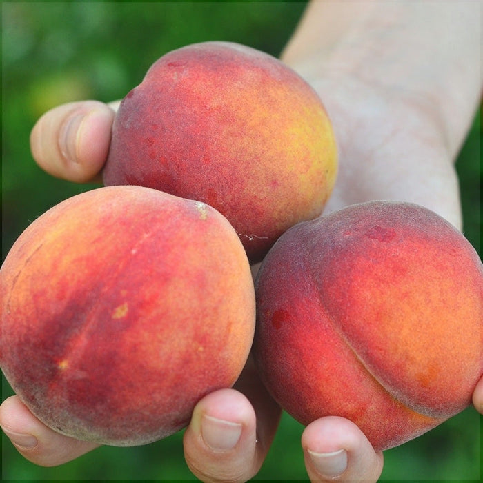 Piersic "Redhaven", Anul 2, 1 Bucata