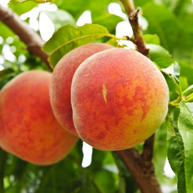 Piersic "Splendid", Anul 2, 1 Bucata