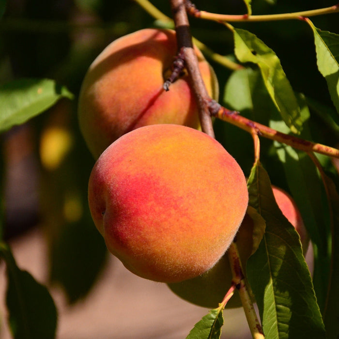 Piersic "Superba de Toamna", Anul 2, 1 Bucata
