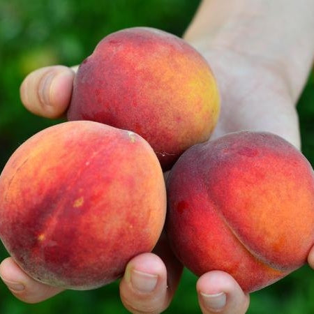 Piersic "Superba de Toamna", Anul 2, 1 Bucata