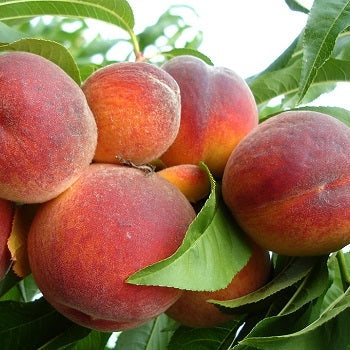 Piersic "Superba de Toamna", Anul 2, 1 Bucata