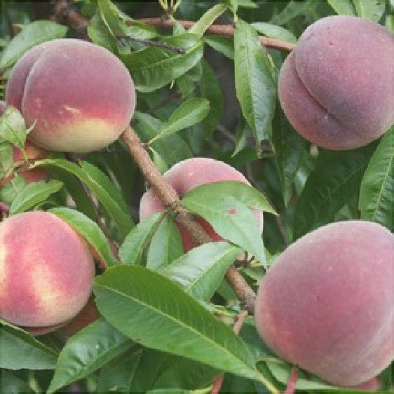 Piersic "Symfonia", Anul 2, 1 Bucata