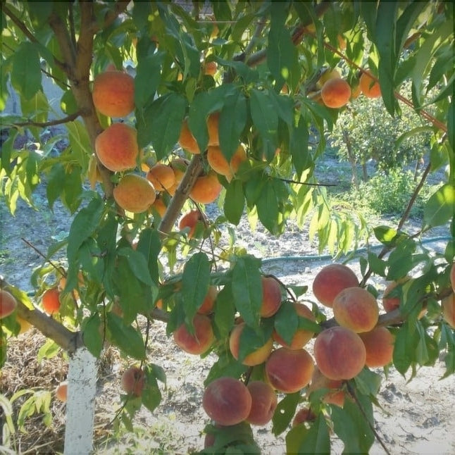 Piersic "Triumf", Anul 2, 1 Bucata