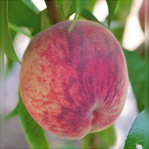 Piersic "Triumf", Anul 2, 1 Bucata