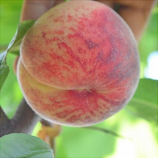 Piersic "Triumf", Anul 2, 1 Bucata