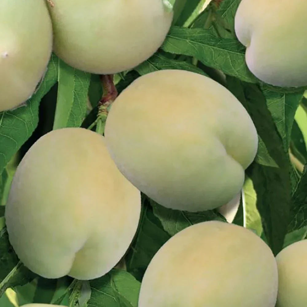 Piersic Verde Columnar, Anul 2, 1 Bucată