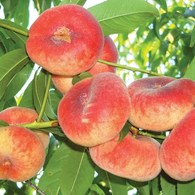 Piersic "Viorel", Anul 2, 1 Bucata