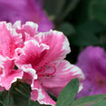 Azalea indica Pink Ruffles, la ghiveci