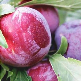 Pomi Fructiferi - Prun Althan Renglot - Anul 3 - 1 buc - Pepiniera Romaniei