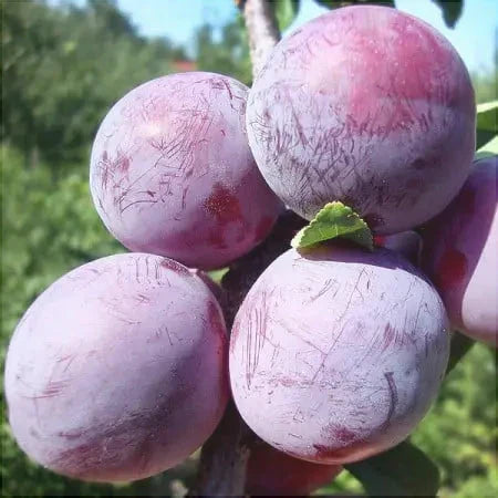 Pomi Fructiferi - Prun Althan Renglot - Anul 3 - 1 buc - Pepiniera Romaniei