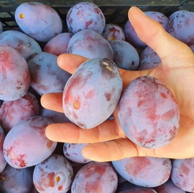 Pomi Fructiferi - Prun Andreea - Anul 3 - 1 buc - Pepiniera Romaniei