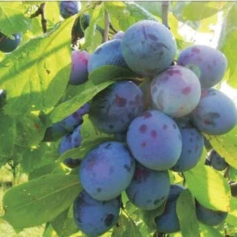 Pachet Mixt Prun 10 Bucăți