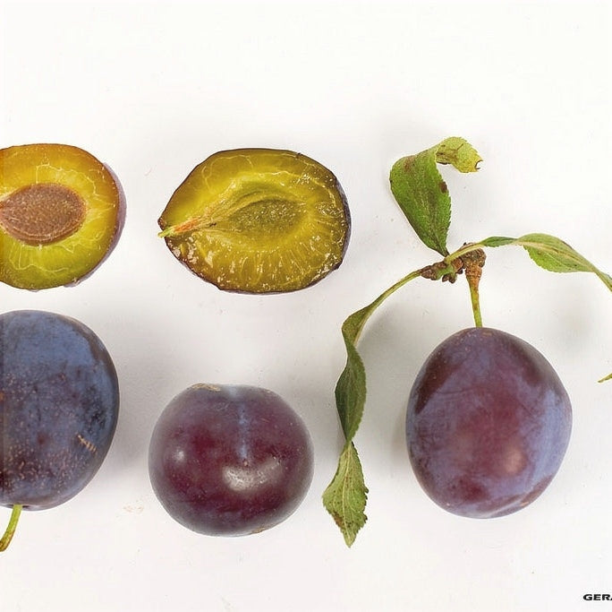 Pomi Fructiferi - Prun Anna Spath - Anul 3 - 1 buc - Pepiniera Romaniei