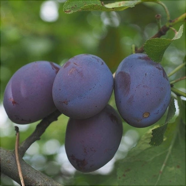 Pomi Fructiferi - Prun Anna Spath - Anul 3 - 1 buc - Pepiniera Romaniei