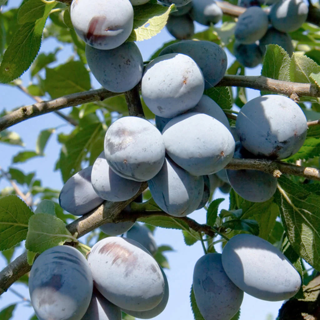 Pachet Mixt Prun 10 Bucăți