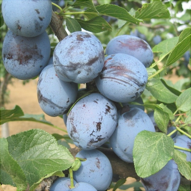 Pomi Fructiferi - Prun Cacanska Lepotica - Anul 3 - 1 buc - Pepiniera Romaniei