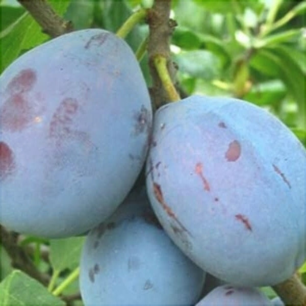 Prun "Cacanska Lepotica", Anul 2, 1 Bucata