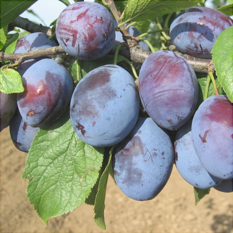 Pomi Fructiferi - Prun Cacanska Lepotica - Anul 3 - 1 buc - Pepiniera Romaniei