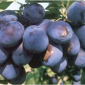 Pomi Fructiferi - Prun Cacanska Rodna - Anul 3 - 1 buc - Pepiniera Romaniei