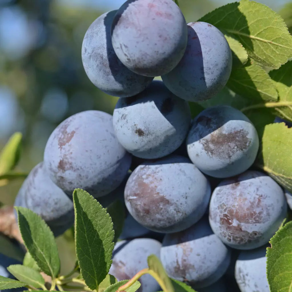 Pomi Fructiferi - Prun Cacanska Rodna - Anul 3 - 1 buc - Pepiniera Romaniei