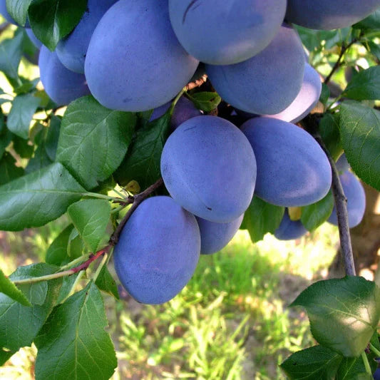 Pomi Fructiferi - Prun Cacanska Rodna - Anul 3 - 1 buc - Pepiniera Romaniei