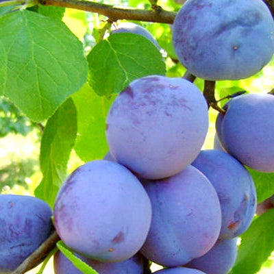 Pomi Fructiferi - Prun Centenar - Anul 3 - 1 buc - Pepiniera Romaniei