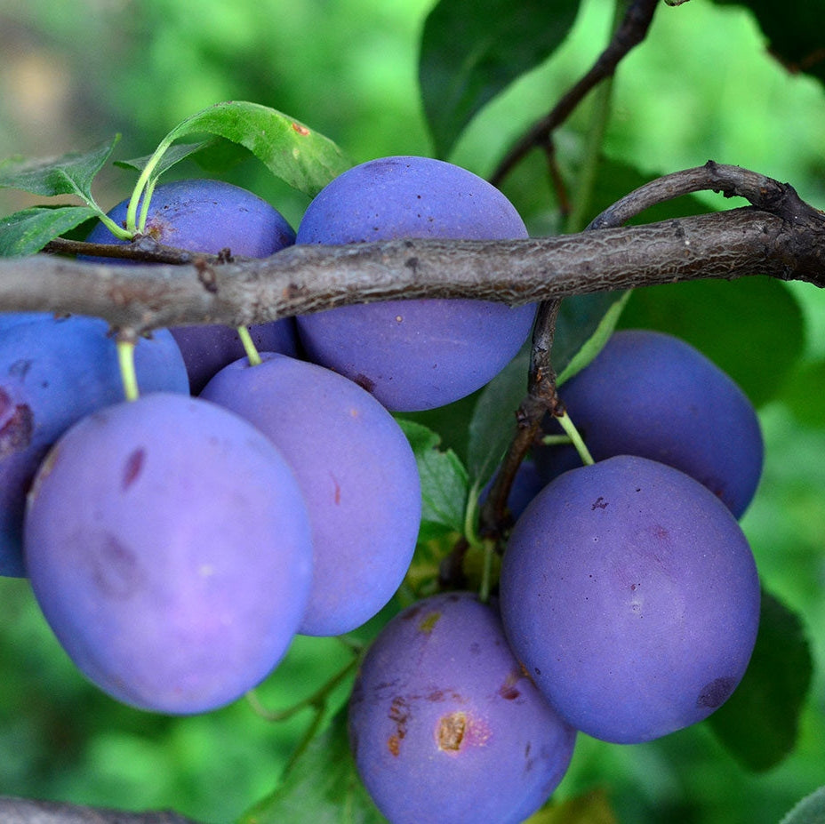 Pomi Fructiferi - Prun Centenar - Anul 3 - 1 buc - Pepiniera Romaniei