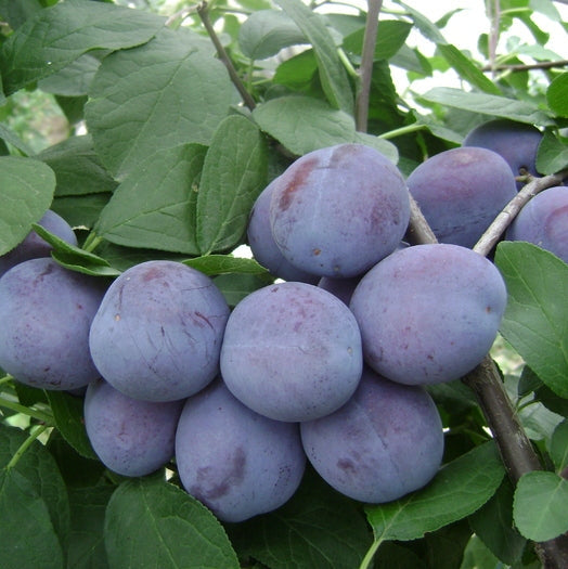 Pomi Fructiferi - Prun Centenar - Anul 3 - 1 buc - Pepiniera Romaniei