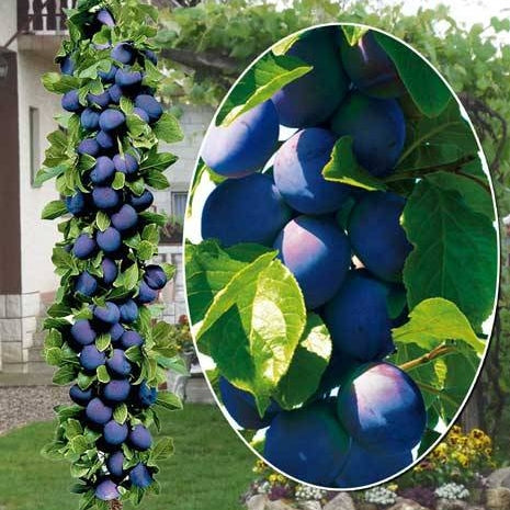 Pomi Fructiferi - Prun Columnar de Toamna - Anul 3 - 1 buc - Pepiniera Romaniei