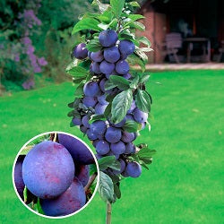 Pomi Fructiferi - Prun Columnar de Toamna - Anul 3 - 1 buc - Pepiniera Romaniei