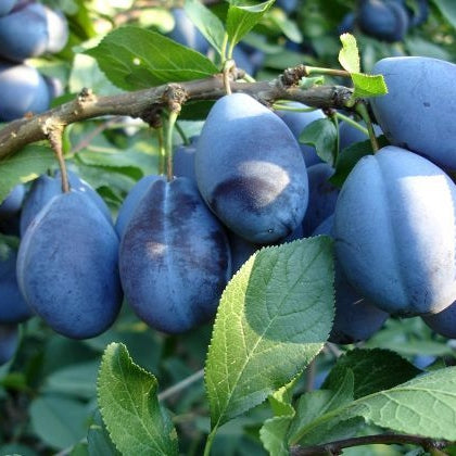 Pomi Fructiferi - Prun Columnar de Toamna - Anul 3 - 1 buc - Pepiniera Romaniei