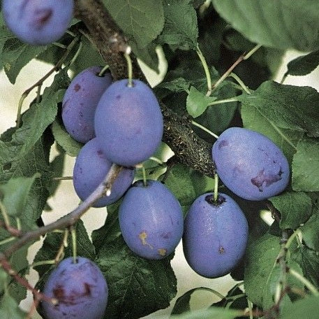 Pomi Fructiferi - Prun Columnar de Toamna - Anul 3 - 1 buc - Pepiniera Romaniei