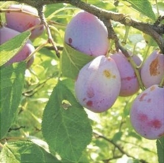 Prun "D'agen", Anul 2, 1 Bucata