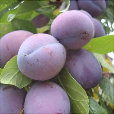 Prun "D'agen", Anul 2, 1 Bucata