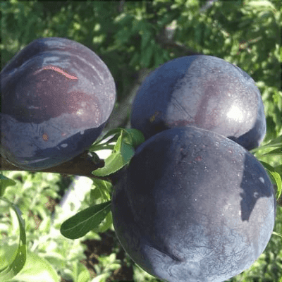 Pomi Fructiferi - Prun Japonez Extra-Timpuriu - Anul 3 - 1 buc - Pepiniera Romaniei