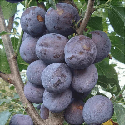 Pachet Mixt Prun 10 Bucăți