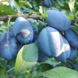 Pomi Fructiferi - Prun Japonez Extra-Timpuriu - Anul 3 - 1 buc - Pepiniera Romaniei