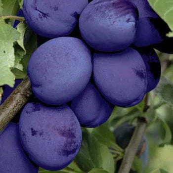 Pomi Fructiferi - Prun Jojo - Anul 3 - 1 buc - Pepiniera Romaniei