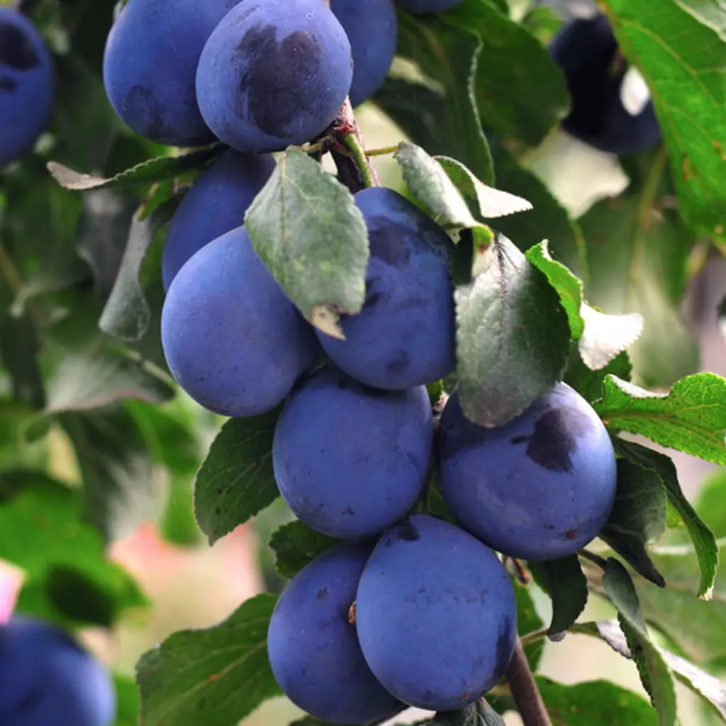 Pomi Fructiferi - Prun Jojo - Anul 3 - 1 buc - Pepiniera Romaniei